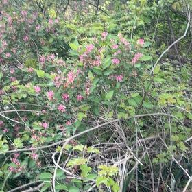 Photo of the plant species Tatarian Honeysuckle by @YesChickpea29 named Naomi on Greg, the plant care app