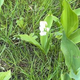 Photo of the plant species Lily-of-the-Valley by @YesChickpea29 named Ronaldo on Greg, the plant care app