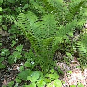 Photo of the plant species Matteuccia by @YesChickpea29 named Kylie on Greg, the plant care app