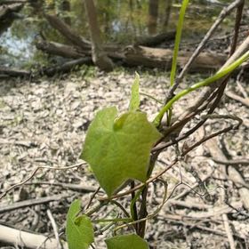 Photo of the plant species Creeping Cucumber by @YesChickpea29 named Terra on Greg, the plant care app
