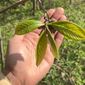 Photo of the plant species Pawpaw by @YesChickpea29 named Nithin on Greg, the plant care app