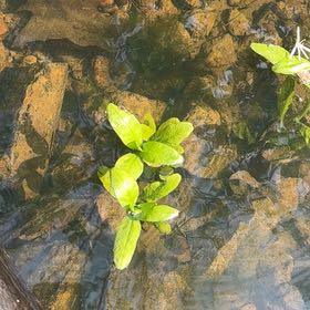 Photo of the plant species Mahoe by @YesChickpea29 named Bieber on Greg, the plant care app