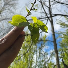 Photo of the plant species Princess Vine by @YesChickpea29 named Dolores on Greg, the plant care app