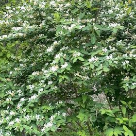 Photo of the plant species Morrow's Honeysuckle by @YesChickpea29 named Sage on Greg, the plant care app