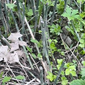Photo of the plant species Common Scouring-Rush by @YesChickpea29 named Marilyn on Greg, the plant care app