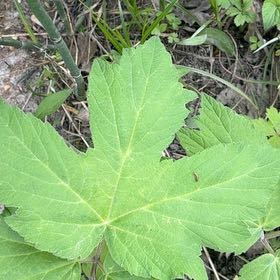 Photo of the plant species Eltrot by @YesChickpea29 named Dax on Greg, the plant care app