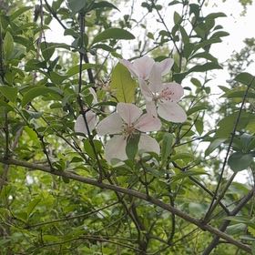 Photo of the plant species Apple by @YesChickpea29 named Walt on Greg, the plant care app