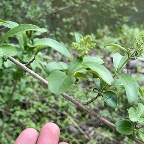 Photo of the plant species Wild Privet by @YesChickpea29 named Zeus on Greg, the plant care app
