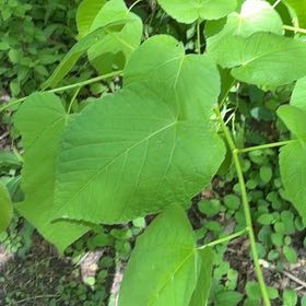 Photo of the plant species American Basswood by @YesChickpea29 named Homer on Greg, the plant care app