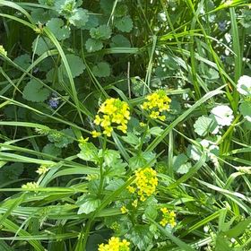 Photo of the plant species Garden Yellow Rocket by @YesChickpea29 named Kobe on Greg, the plant care app
