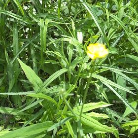 Photo of the plant species Common Buttercup by @YesChickpea29 named Einstein on Greg, the plant care app
