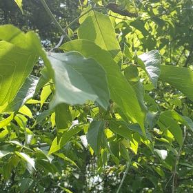 Photo of the plant species Box Elder by @YesChickpea29 named Remington on Greg, the plant care app