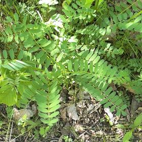 Photo of the plant species Coronilla Varia by @YesChickpea29 named Austen on Greg, the plant care app