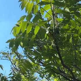 Photo of the plant species Staghorn Sumac by @YesChickpea29 named Sonora on Greg, the plant care app
