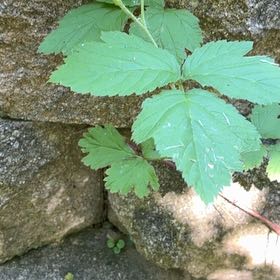 Photo of the plant species California Blackberry by @YesChickpea29 named Surya on Greg, the plant care app