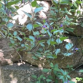 Photo of the plant species Asiatic Dayflower by @YesChickpea29 named Keanu Leaves on Greg, the plant care app