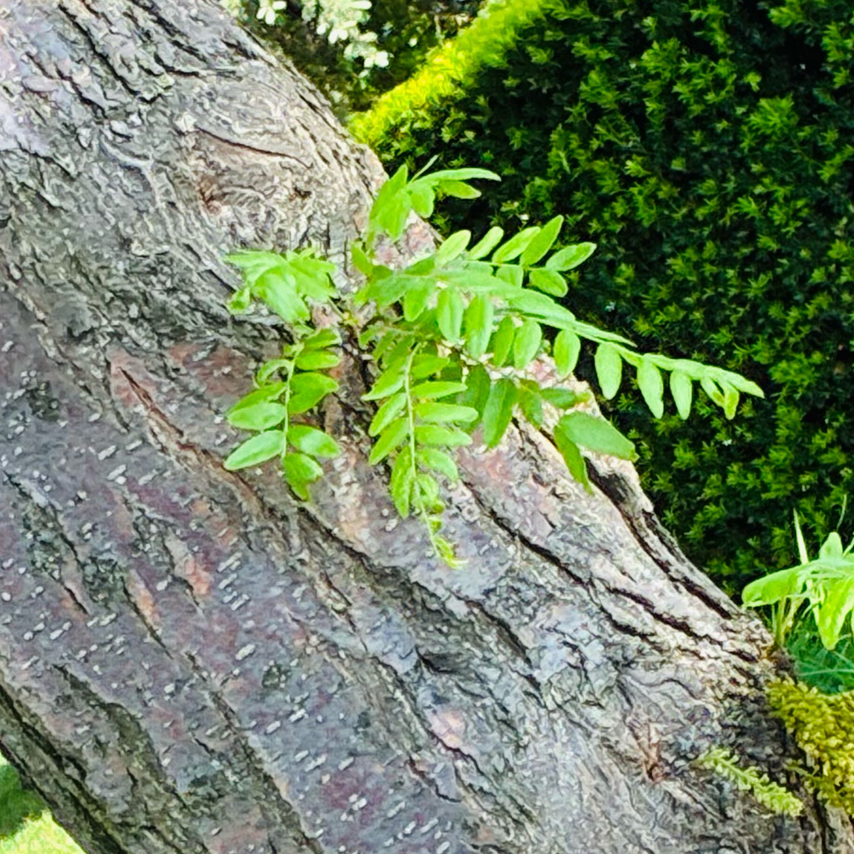 Photo of the plant species Common Honeylocust by @YesChickpea29 named Foxxy on Greg, the plant care app