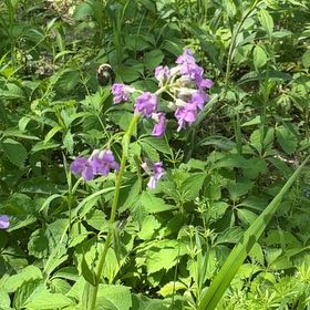 Photo of the plant species Dame's Rocket by @YesChickpea29 named Peter Parker on Greg, the plant care app