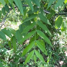 Photo of the plant species Black Walnut by @YesChickpea29 named Bodhi on Greg, the plant care app