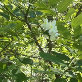 Photo of the plant species False Acacia by @YesChickpea29 named Eva on Greg, the plant care app