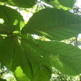 Photo of the plant species Conker Tree by @YesChickpea29 named Zion on Greg, the plant care app