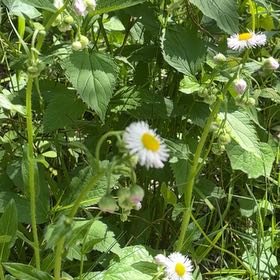Photo of the plant species Philadelphia Fleabane by @YesChickpea29 named Rainier on Greg, the plant care app
