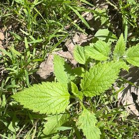 Photo of the plant species Stinging Nettles by @YesChickpea29 named Scarlett on Greg, the plant care app
