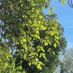 Photo of the plant species Cigar Tree by @YesChickpea29 named Darwin on Greg, the plant care app