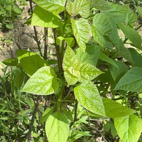 Photo of the plant species Carolina Allspice by @YesChickpea29 named Mochi on Greg, the plant care app