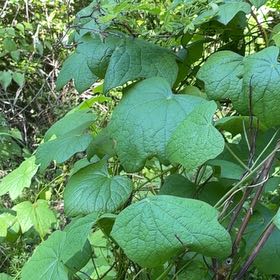 Photo of the plant species Mustang Grape by @YesChickpea29 named Spike Leaves on Greg, the plant care app