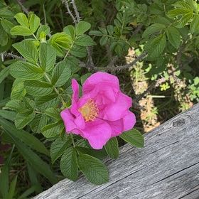 Photo of the plant species Japanese Rose by @YesChickpea29 named Shakira on Greg, the plant care app