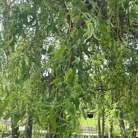 Photo of the plant species Corkscrew Willow by @YesChickpea29 named Fernie Mercury on Greg, the plant care app