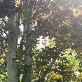 Photo of the plant species Weeping Beech by @YesChickpea29 named Denali on Greg, the plant care app