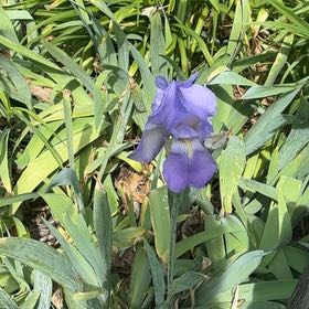 Photo of the plant species Dalmatian Iris by @YesChickpea29 named Daphne on Greg, the plant care app