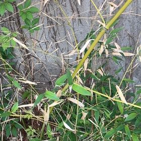 Photo of the plant species Monk's Belly Bamboo by @YesChickpea29 named Lebron on Greg, the plant care app
