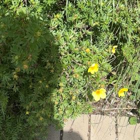 Photo of the plant species Shrubby Cinquefoil by @YesChickpea29 named Elle on Greg, the plant care app