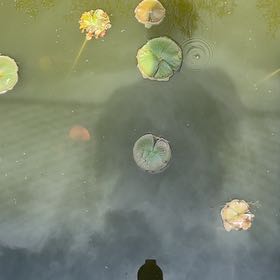 Photo of the plant species Yellow Pond-Lily by @YesChickpea29 named Leaf Erickson on Greg, the plant care app