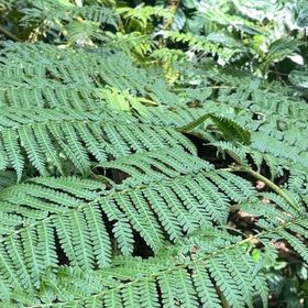 Photo of the plant species Bracken Fern by @YesChickpea29 named Bella on Greg, the plant care app
