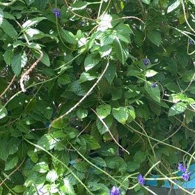 Photo of the plant species Stachytarpheta Jamaicensis by @YesChickpea29 named Oscar on Greg, the plant care app