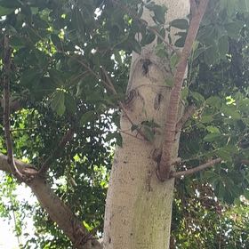 Photo of the plant species Florida Strangler Fig by @YesChickpea29 named Aria on Greg, the plant care app