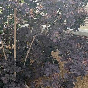 Photo of the plant species Eurasian Smoketree by @YesChickpea29 named Hemingway on Greg, the plant care app