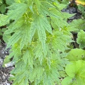 Photo of the plant species Leonurus Cardiaca by @YesChickpea29 named Sproutacus on Greg, the plant care app