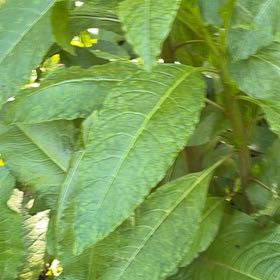 Photo of the plant species American Pokeweed by @YesChickpea29 named Gaga on Greg, the plant care app