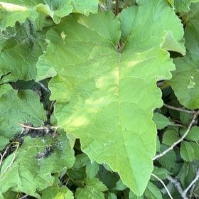 Photo of the plant species Great Burdock by @YesChickpea29 named Cleopatra on Greg, the plant care app