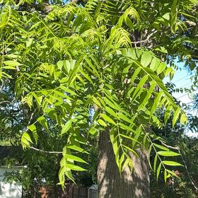 Photo of the plant species Black Walnut by @YesChickpea29 named Lola on Greg, the plant care app