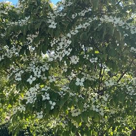 Photo of the plant species Japanese Dogwood by @YesChickpea29 named Planty on Greg, the plant care app