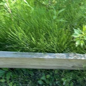 Photo of the plant species Field Horsetail by @YesChickpea29 named Kendall on Greg, the plant care app