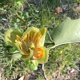 Photo of the plant species Tulip Poplar by @YesChickpea29 named Huckleberry Fern on Greg, the plant care app