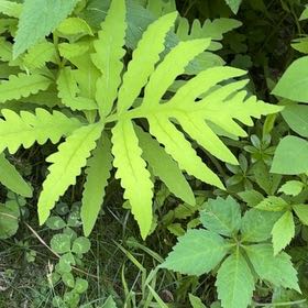 Photo of the plant species Sensitive Fern by @YesChickpea29 named Captain Plant-it on Greg, the plant care app