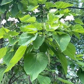 Photo of the plant species Catalpa by @YesChickpea29 named Marley on Greg, the plant care app